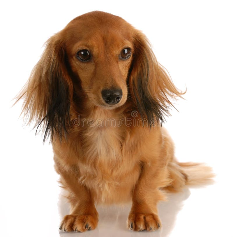 Dachshund miniature images stock Dachshund miniature images stock