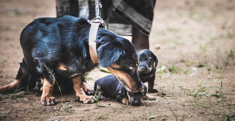 Dachshund mom taking care of her newborn baby pups, owner holding the leash of mom dog