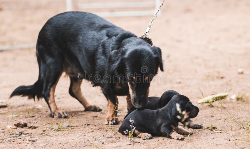 Dachshund mom taking care of her newborn baby pups, two puppies laying on the ground. owner holding the leash of mom dog