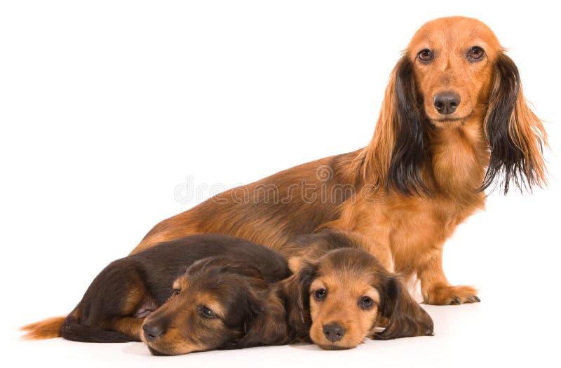 dachshund mom κουτάβι στοκ εικόνες με δικαίωμα ελεύθερης χρήσης dachshund mom κουτάβι στοκ εικόνες με δικαίωμα ελεύθερης χρήσης