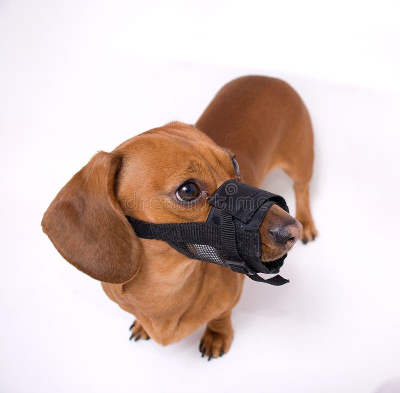 dachshund muzzle