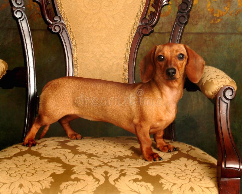 Dachshund orgulloso fotos de archivo Dachshund orgulloso fotos de archivo