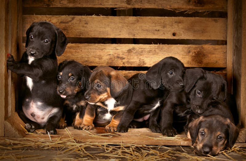 Dachshund puppies 3 weeks old