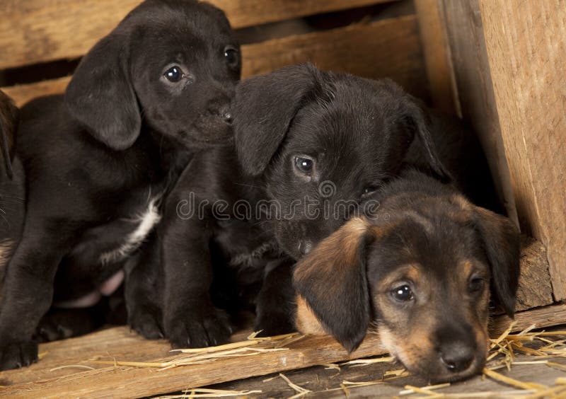 Dachshund Puppies 3 Weeks Old Stock Image - Image: 19703431