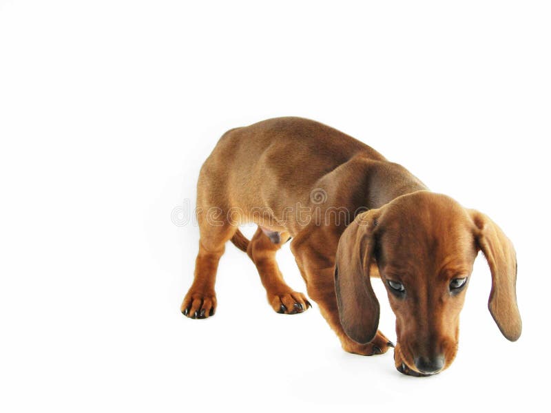 Dachshund puppy