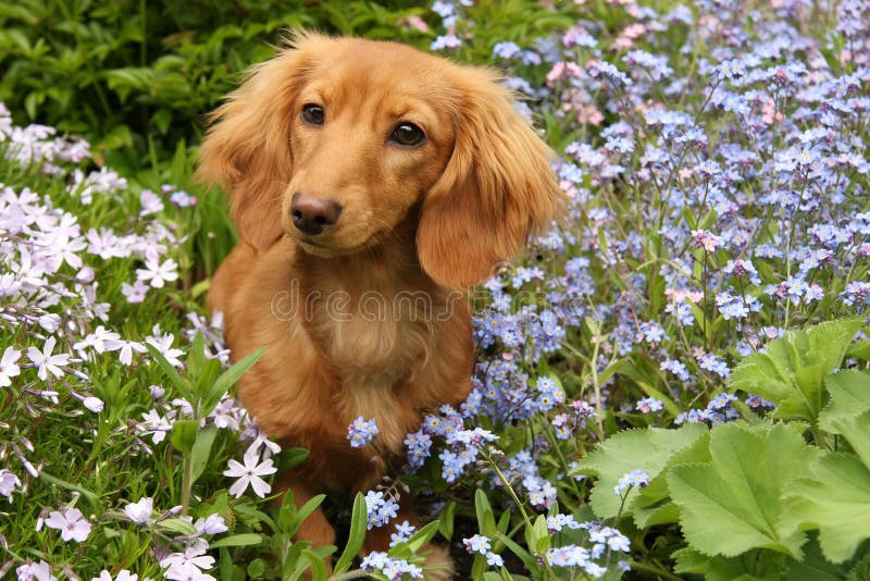 Dachshund puppy