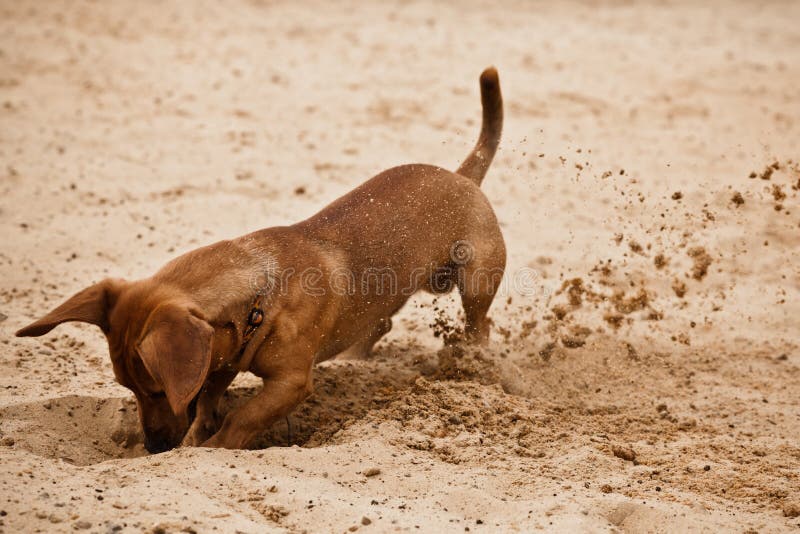 Ridículo perro tejonero muro es un excavación el agujero sobre el Playa arena.