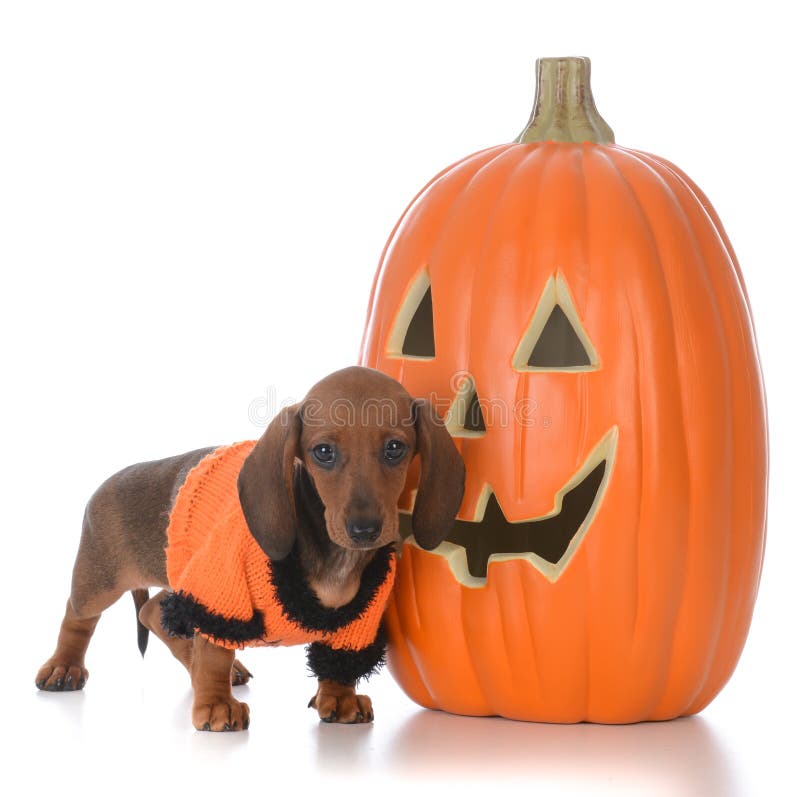 Halloween puppy stock photo. Image of isolated, adorable 34856706