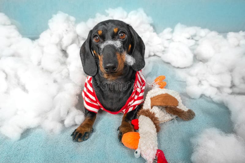 Why Do Dogs Rip Up Stuffed Animals