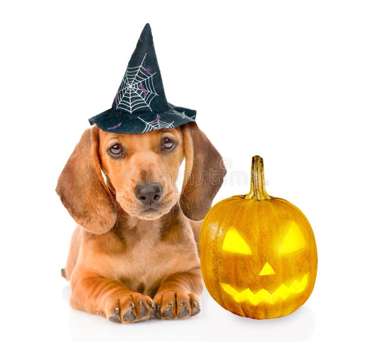 Dachshund puppy with hat for halloween and pumpkin. isolated on white background