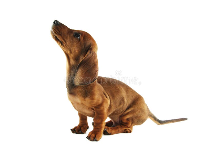 Dachshund puppy looking up