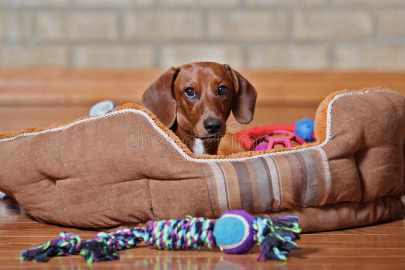 Dachshund puppy lounging