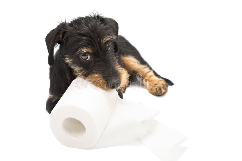 Dachshund puppy playing with a roll of toilet paper