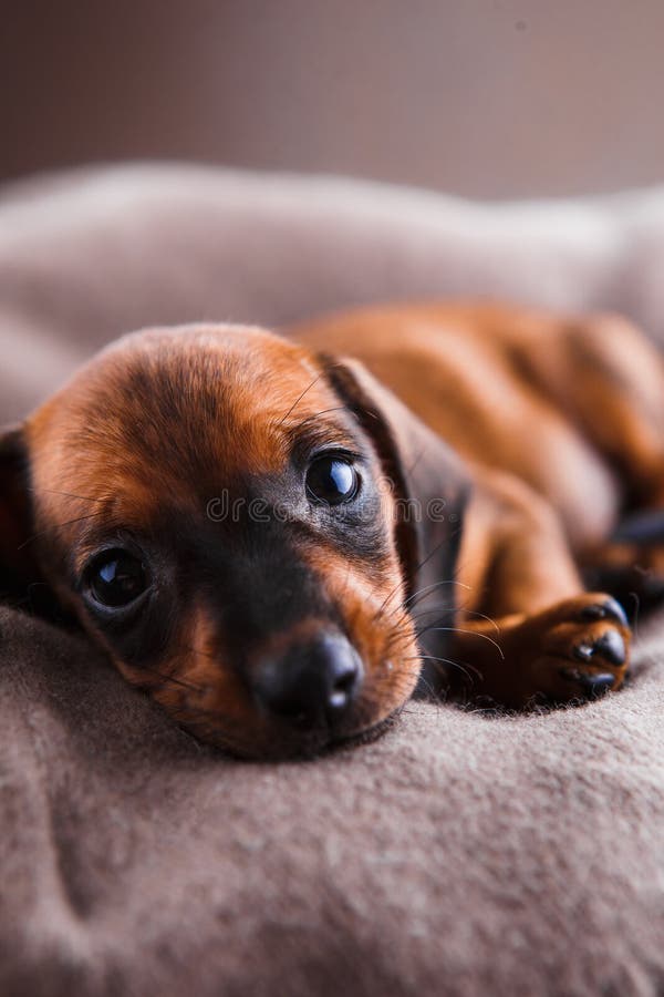 Dachshund Puppy Sleeping in Her Bed. Stock Image Image of black