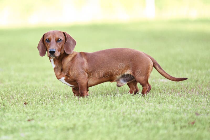 Dachshund puppy standing