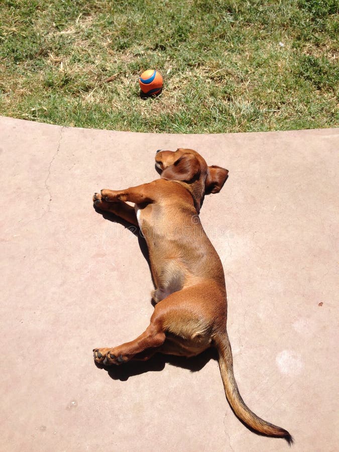 Dachshund Puppy Sun Bathing Stock Image Image of patio, playing 37834873
