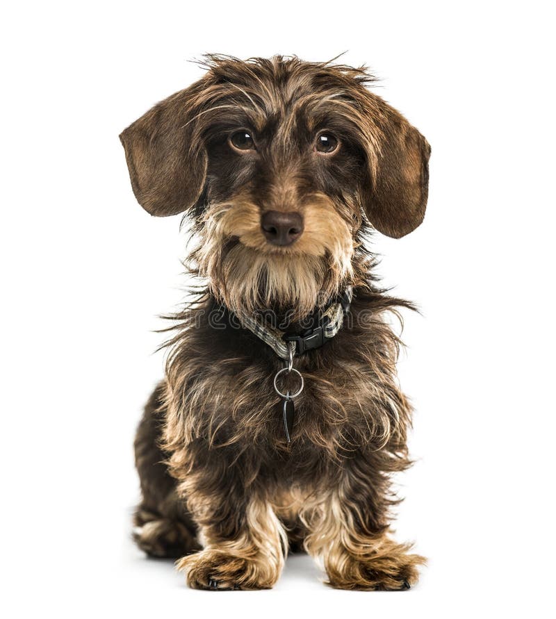 Dachshund Sitting, Isolated Stock Image Image of sitting, mammal
