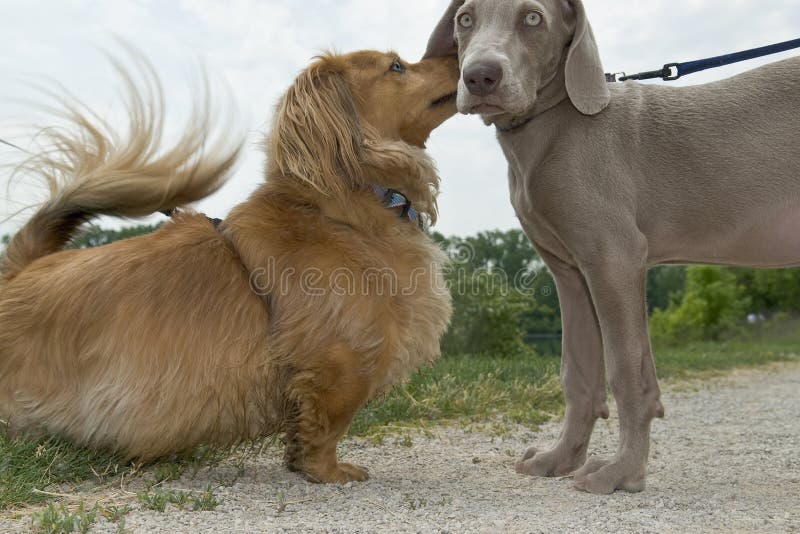 Dog Whispering Dogs Ear Stock Photos Free & RoyaltyFree Stock Photos