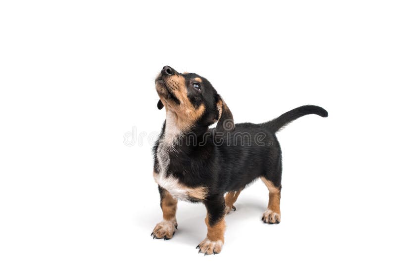 Dachshund stock image Dachshund stock image