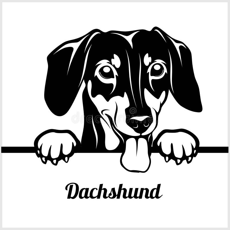 Dachshund - σκυλιά κρυφοκοιτάγματος - - κεφάλι προσώπου φυλής που απομονώνεται στο λευκό διανυσματική απεικόνιση