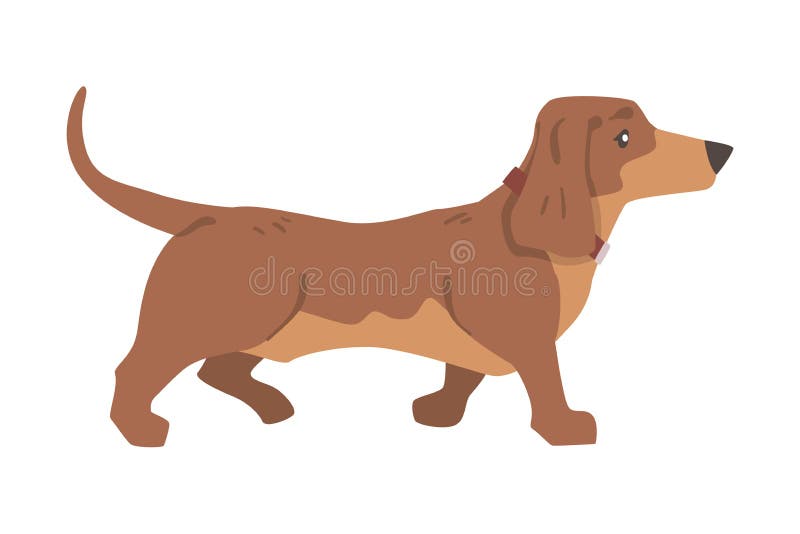 Dachshund ή badger σκύλος ως λαγωνικό και μακρόκαρπο κυνηγόσκυλο με απεικόνιση περιβάθρων ελεύθερη απεικόνιση δικαιώματος