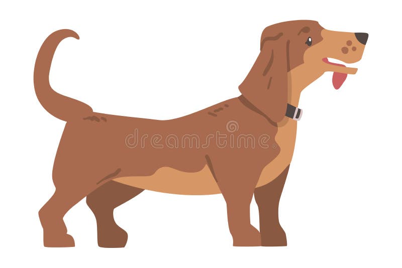 Dachshund ή badger σκύλος ως λαγωνικό και μακρόκαρπο κυνηγόσκυλο με εικόνα κρούσματος ελεύθερη απεικόνιση δικαιώματος