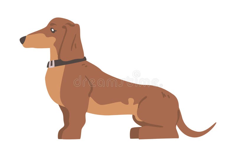 Dachshund ή badger σκύλος ως λαγωνικό και μακρόκαρπο κυνηγόσκυλο με εικόνα κρούσματος διανυσματική απεικόνιση