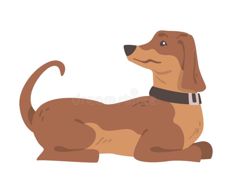 Dachshund ή badger σκύλος ως λαγωνικό και μακρόκαρπο κυνηγόσκυλο με οργανική απεικόνιση ελεύθερη απεικόνιση δικαιώματος