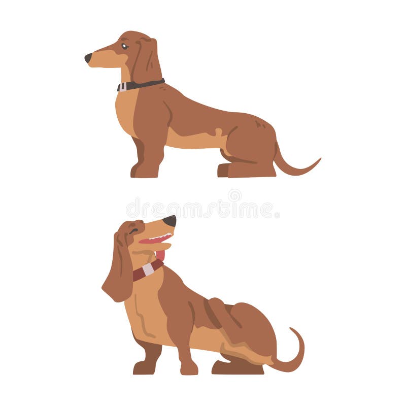 Dachshund ή badger σκύλος ως λαγωνικό και μακρόκαρπο κυνηγόσκυλο με οργανικό σύνολο ελεύθερη απεικόνιση δικαιώματος
