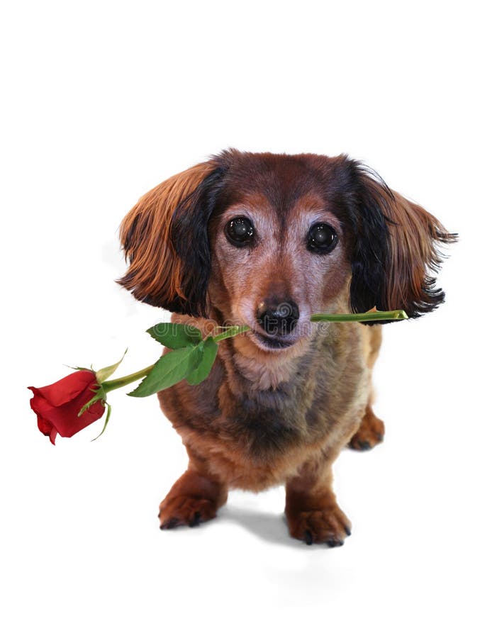 dachshund βαλεντίνος στοκ φωτογραφία με δικαίωμα ελεύθερης χρήσης dachshund βαλεντίνος στοκ φωτογραφία με δικαίωμα ελεύθερης χρήσης