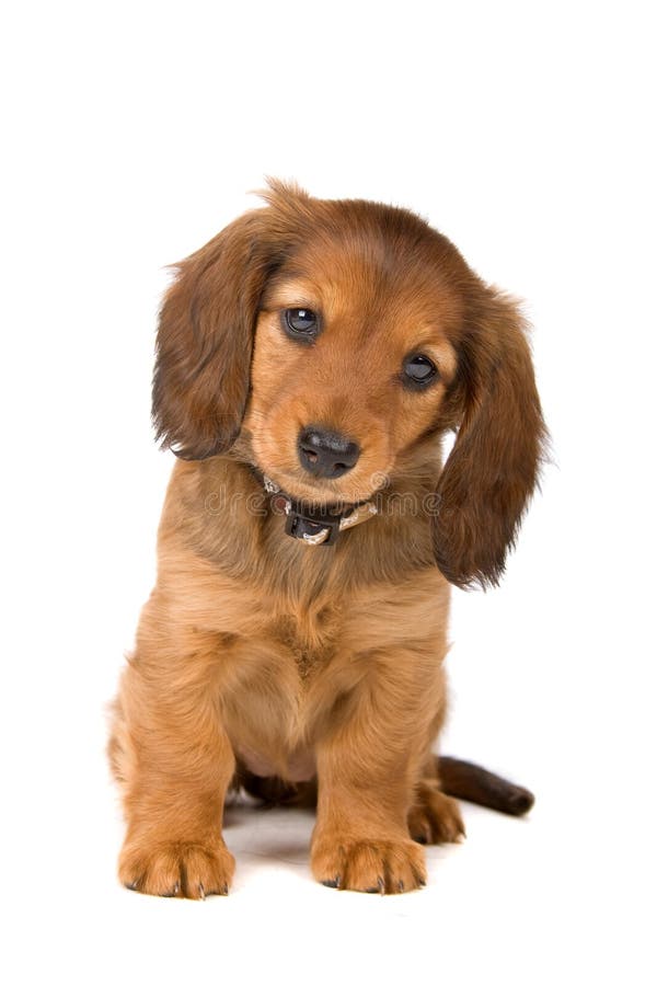 Dachshund κουτάβι στοκ εικόνα με δικαίωμα ελεύθερης χρήσης