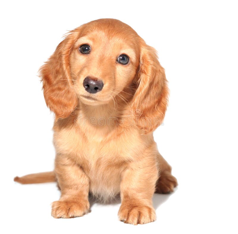 Dachshund κουτάβι στοκ εικόνα με δικαίωμα ελεύθερης χρήσης