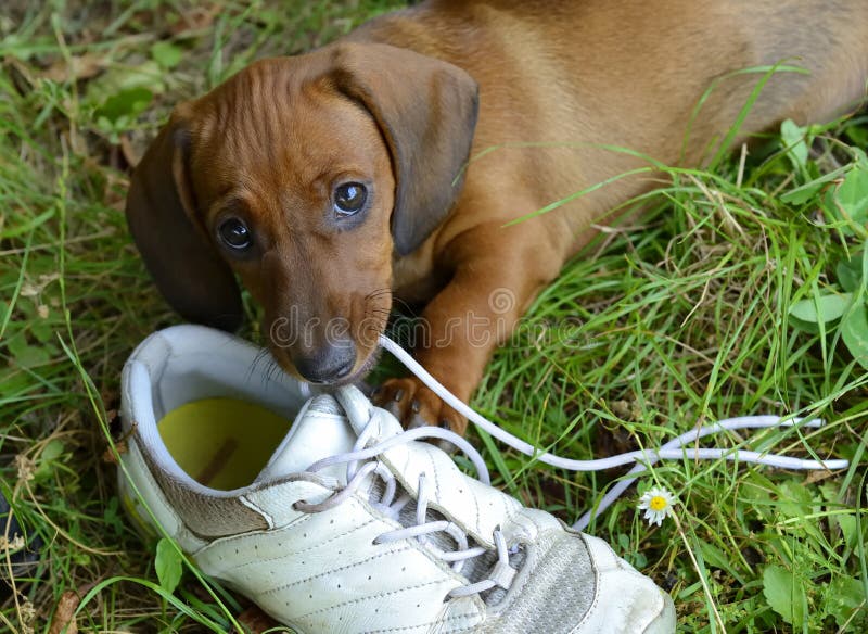 Dackel-Welpe spielt mit Schuhen draußen im Gras
