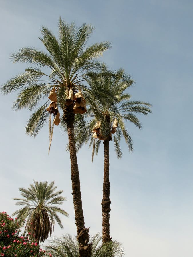 Phoenix dactylifera or date palm trees. California, USA. Brown paper bags are used to shelter fruit from dust, pests, and rain. Phoenix dactylifera or date palm trees. California, USA. Brown paper bags are used to shelter fruit from dust, pests, and rain.