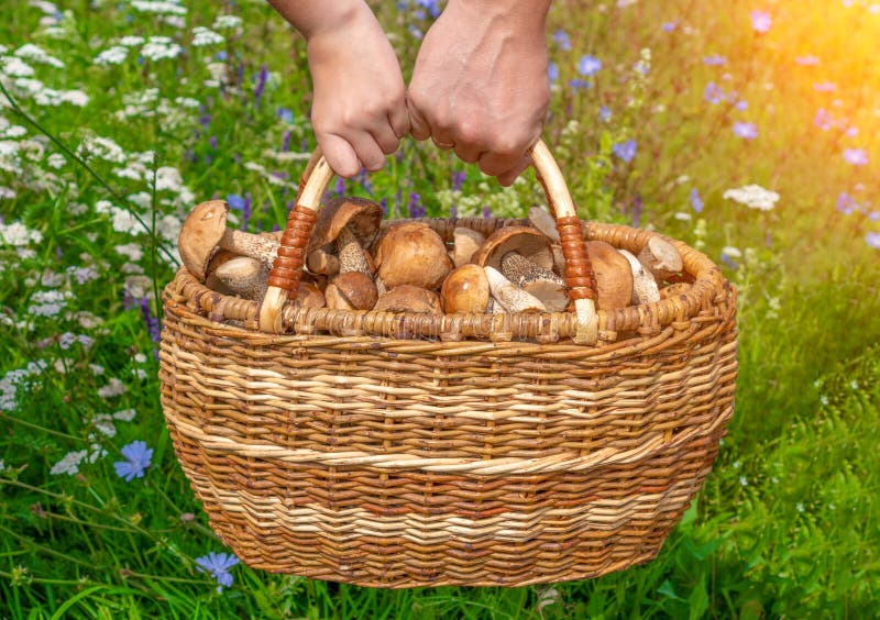 Dad and daughter are holding a huge basket of mushrooms. hand mushroom picker with a wicker basket filled with forest delicacies. stock photo Dad and daughter are holding a huge basket of mushrooms. hand mushroom picker with a wicker basket filled with forest delicacies. stock photo