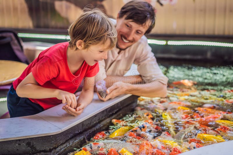 Dad and son feed koi fish. Beautiful koi fish swimming in the pond