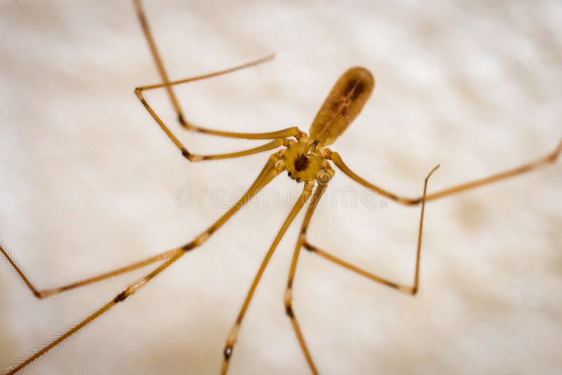 Long Legs Spider Mother Stock Photo 205620319