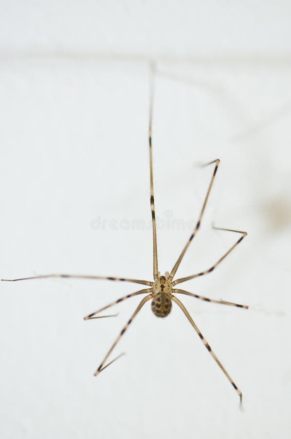 Daddy-long-legs spider - Stock Image - C027/0332 - Science Photo