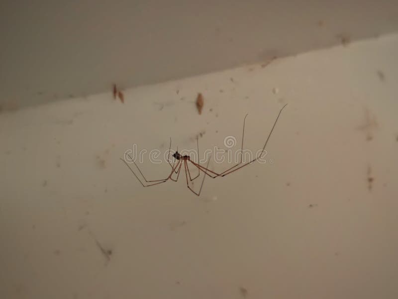 Daddy-long-legs spider - Stock Image - C027/0332 - Science Photo