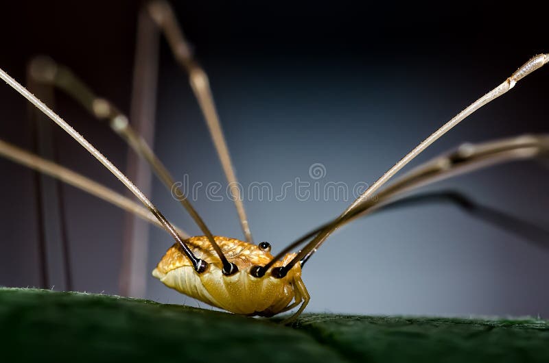 Daddy-long-legs spider - Stock Image - C027/0332 - Science Photo