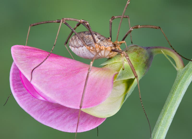 Daddy Long Legs Spider Royalty-Free Images, Stock Photos