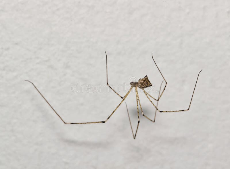 Long legs on spider hi-res stock photography and images - Alamy