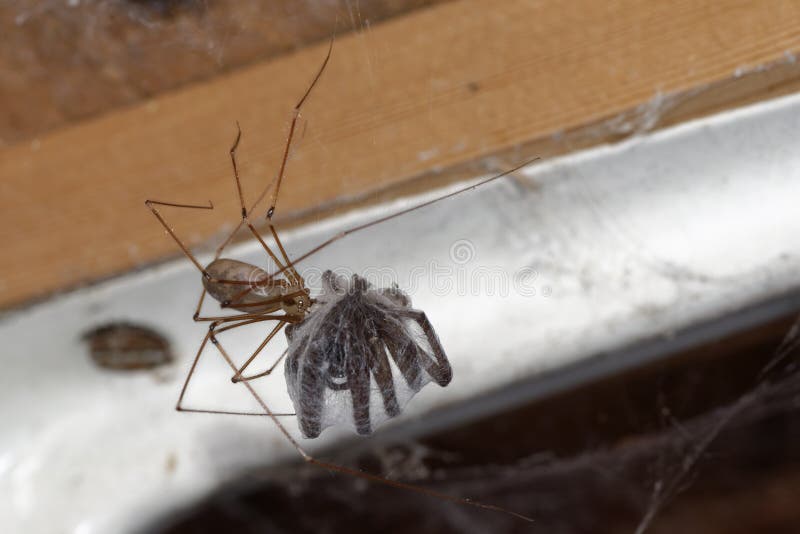 960+ Daddy Long Legs Spider Stock Photos, Pictures & Royalty-Free