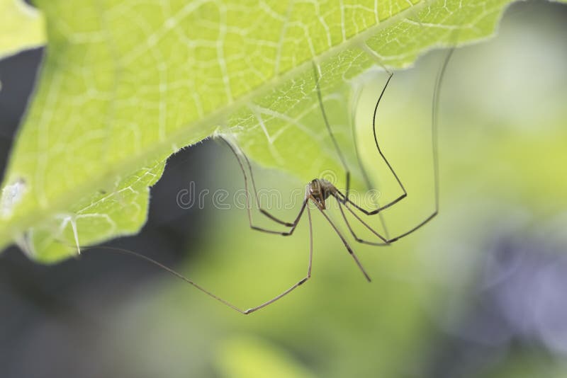 Long legs on spider hi-res stock photography and images - Alamy