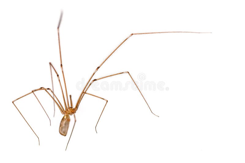 Long legs on spider hi-res stock photography and images - Alamy