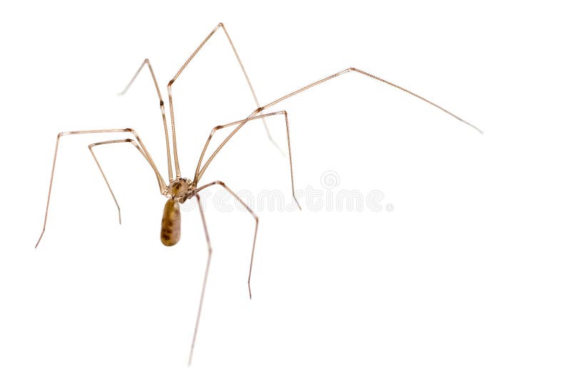 Daddy long legs Stock Vector Images - Alamy