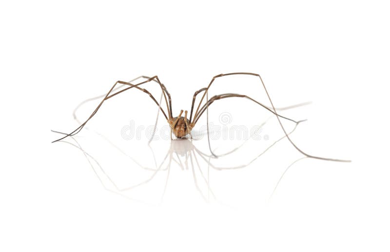 428 Opiliones Spider Stock Photos - Free & Royalty-Free Stock Photos from  Dreamstime