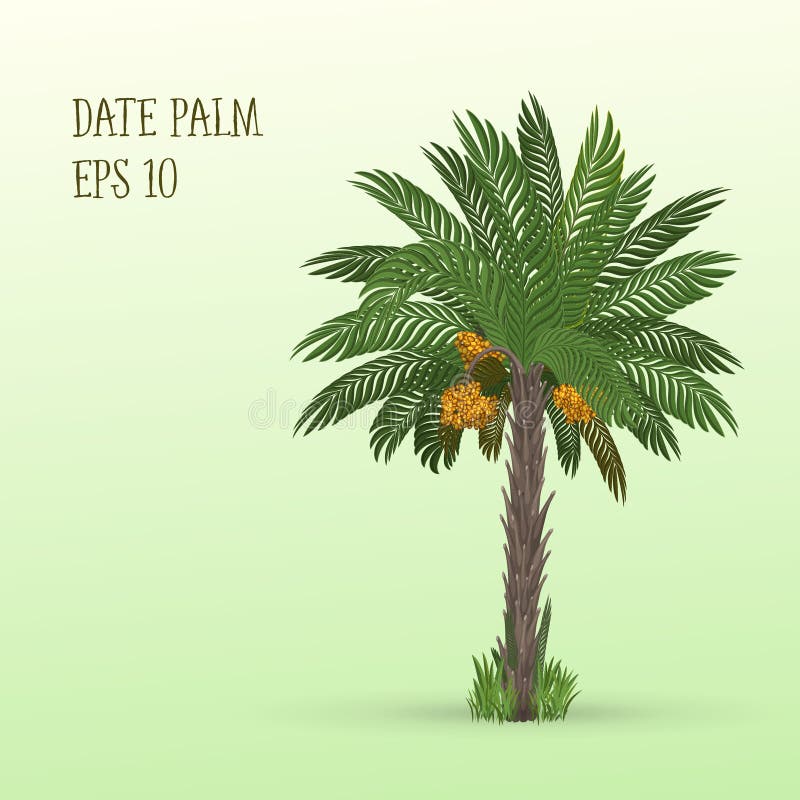 Dadelpalm met vruchten stock illustratie