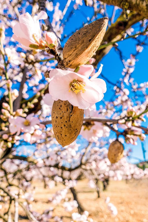 Dadi e fiori maturi della mandorla sul mandorlo sbocciante fotografie stock libere da diritti Dadi e fiori maturi della mandorla sul mandorlo sbocciante fotografie stock libere da diritti