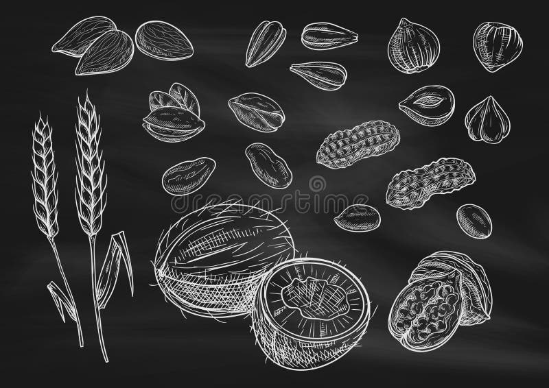 Dadi, icone di schizzo del gesso del grano sulla lavagna royalty illustrazione gratis Dadi, icone di schizzo del gesso del grano sulla lavagna royalty illustrazione gratis